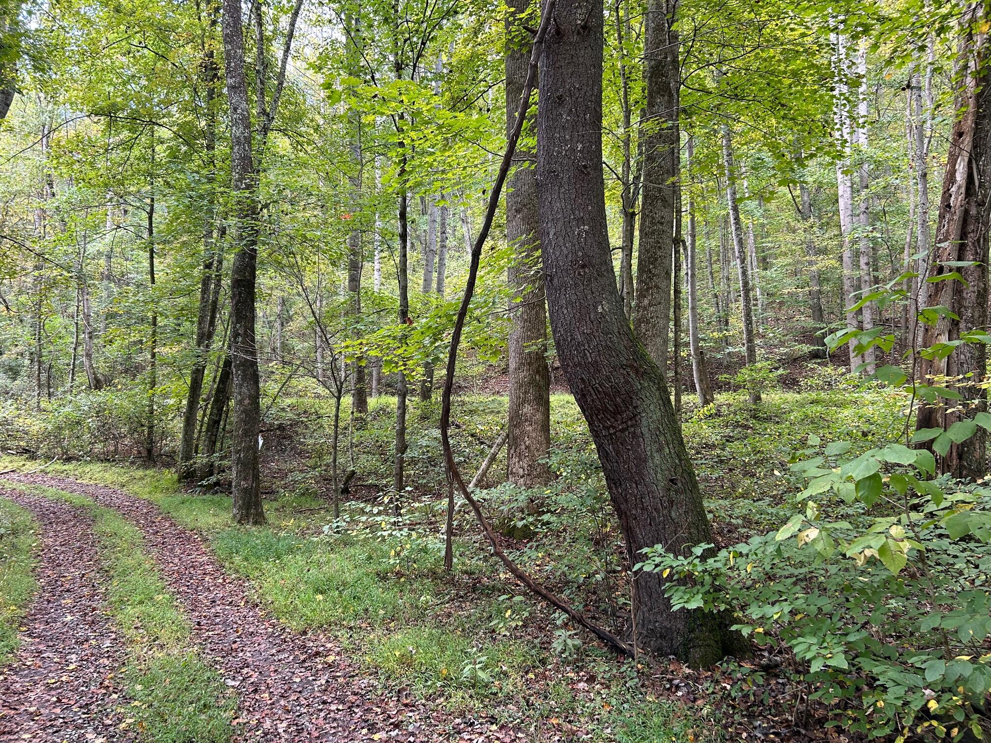 Tbd Keister Road Frankford, WV 24938 - Photo 24 of 40 Gallery Image 24