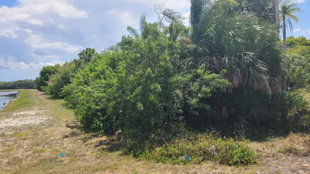 a view of a yard with plants and a bench
