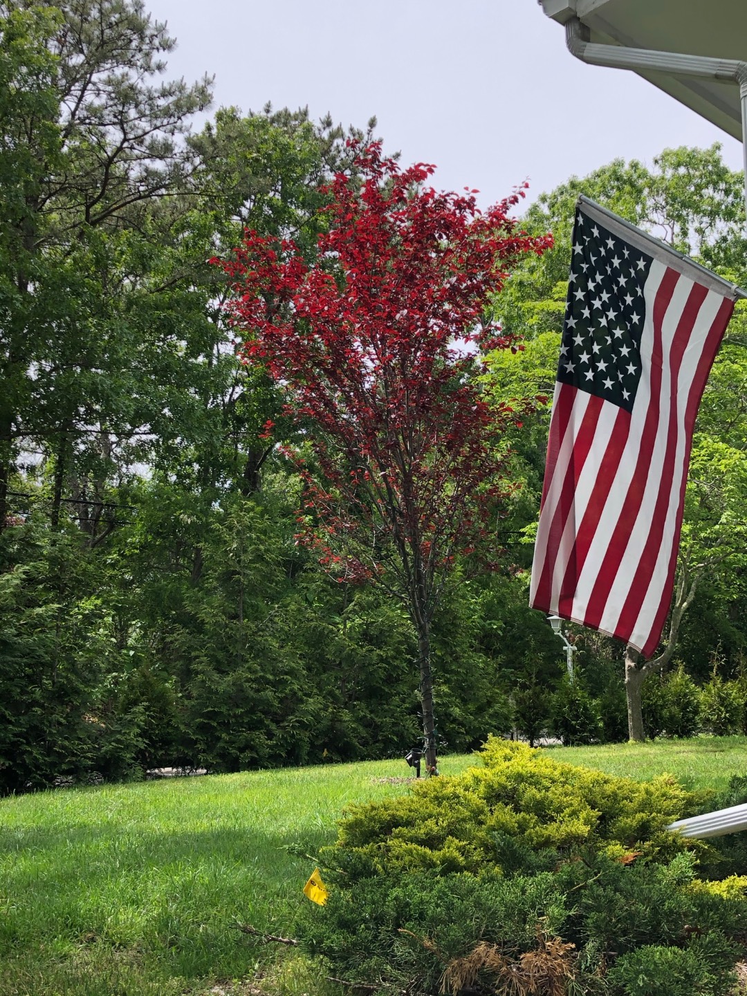 18 Old Riverhead Road East Hampton Bays, NY 11946 - Photo 15 of 15 a backyard of a house with a tree and wooden fence