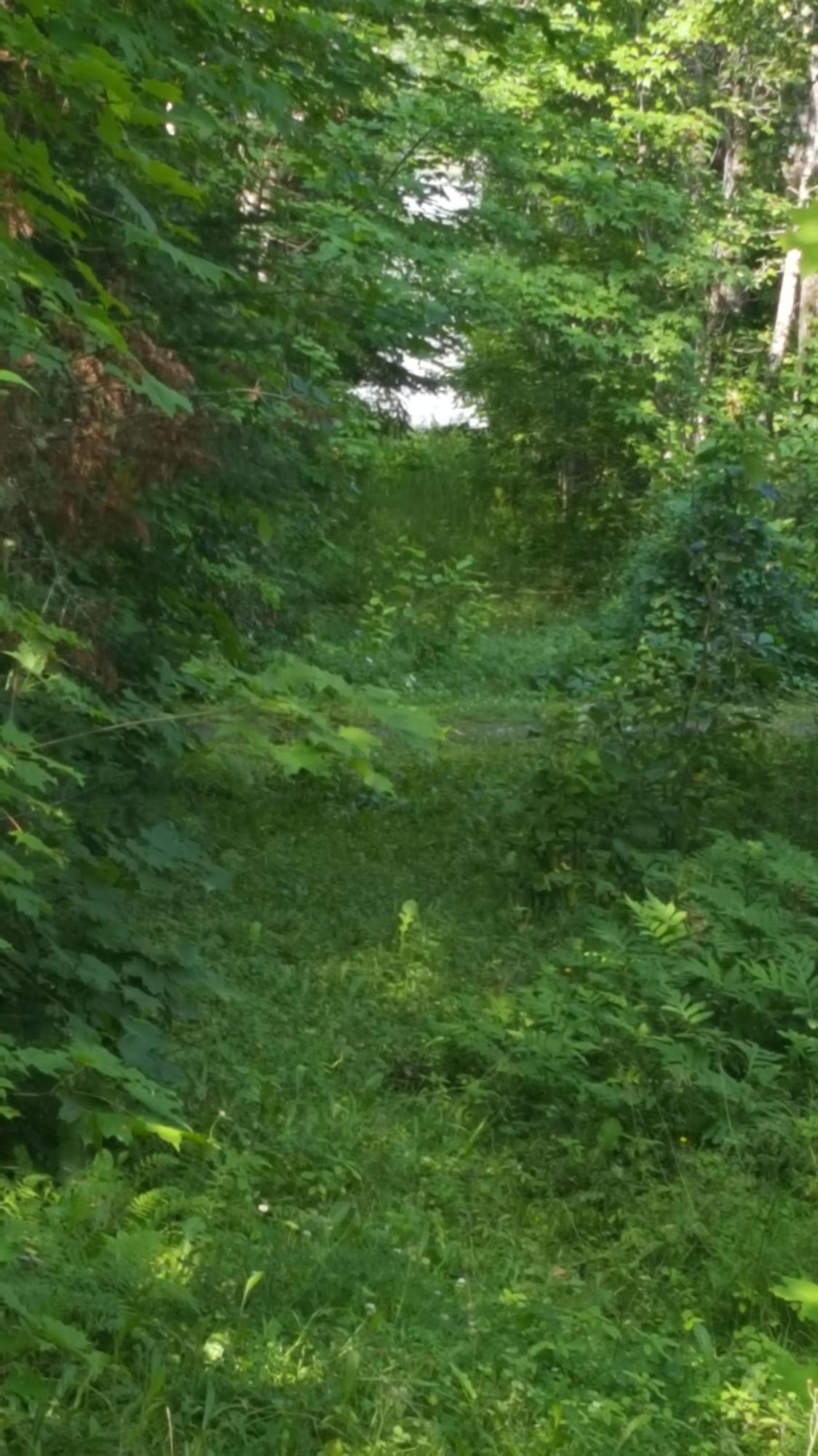430 East Cottage Road Portage Lake, ME 04768 - Photo 30 of 32 20190730_093117