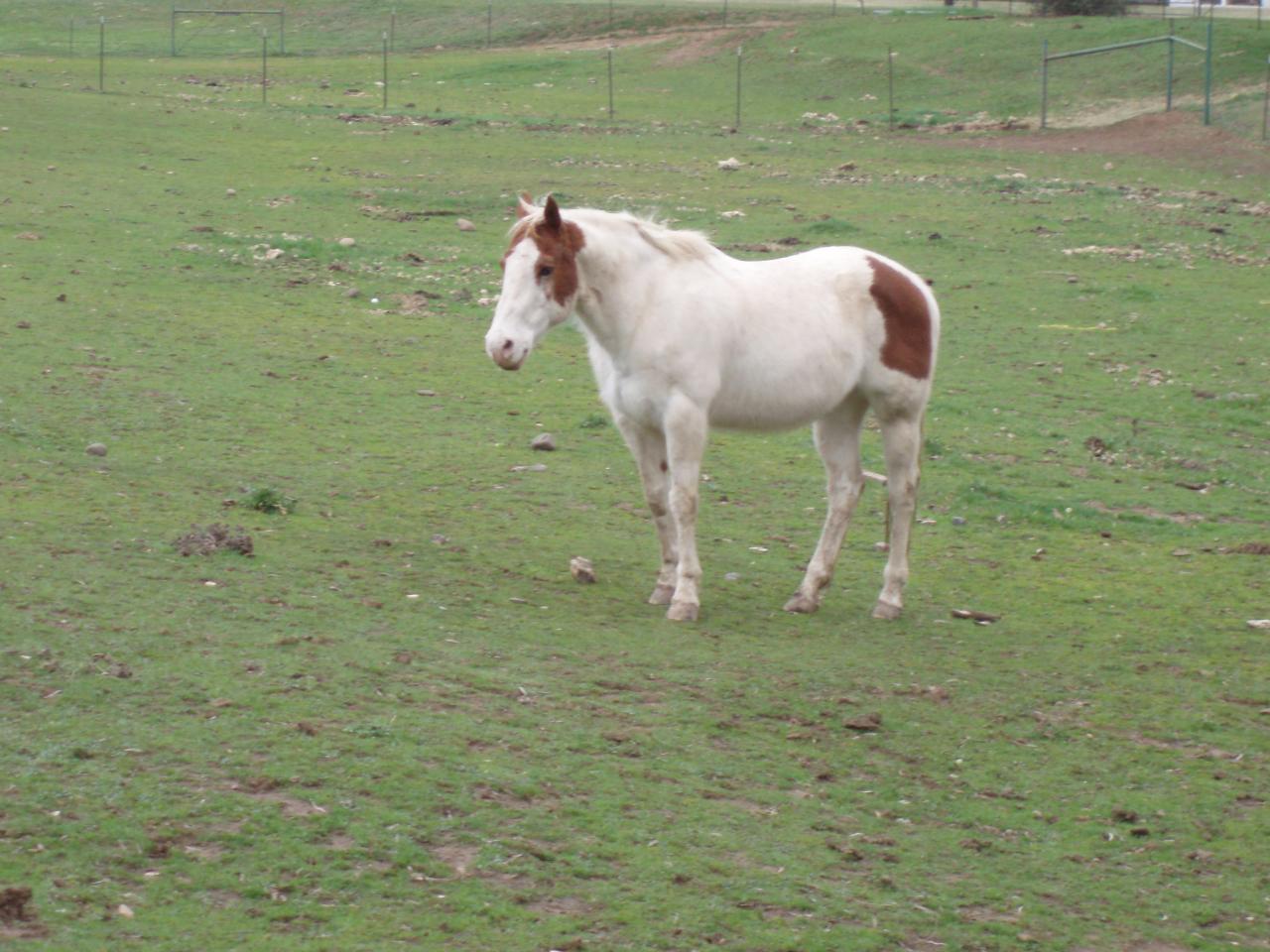 7918 Silver Bridge Road Palo Cedro, CA 96073 - Photo 13 of 24 Horses welcome!