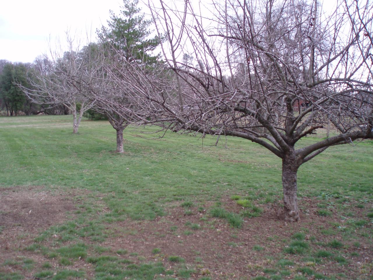 7918 Silver Bridge Road Palo Cedro, CA 96073 - Photo 8 of 24 Fruit trees