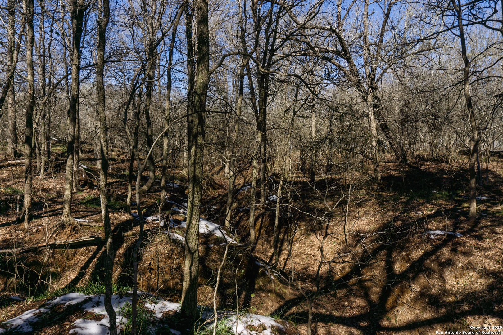 385 Marrou Road Seguin, TX 78155 - Photo 11 of 13 a view of a tree