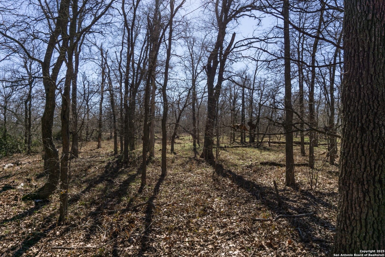 385 Marrou Road Seguin, TX 78155 - Photo 12 of 13 a view of a forest with trees