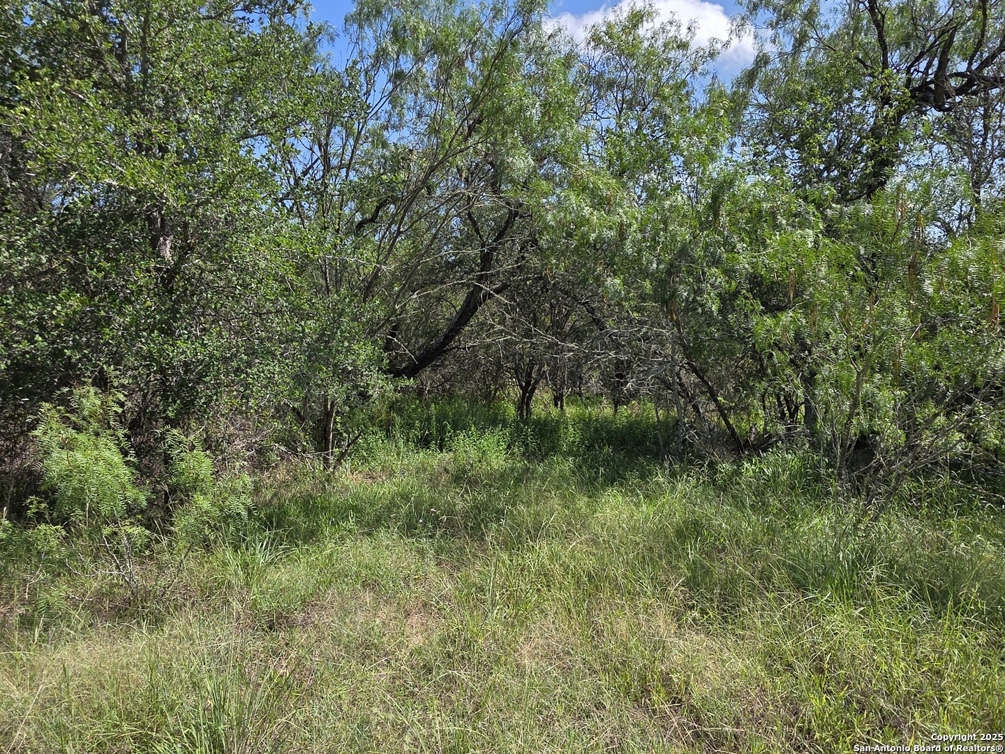 385 Marrou Road Seguin, TX 78155 - Photo 5 of 13 a view of a lush green forest