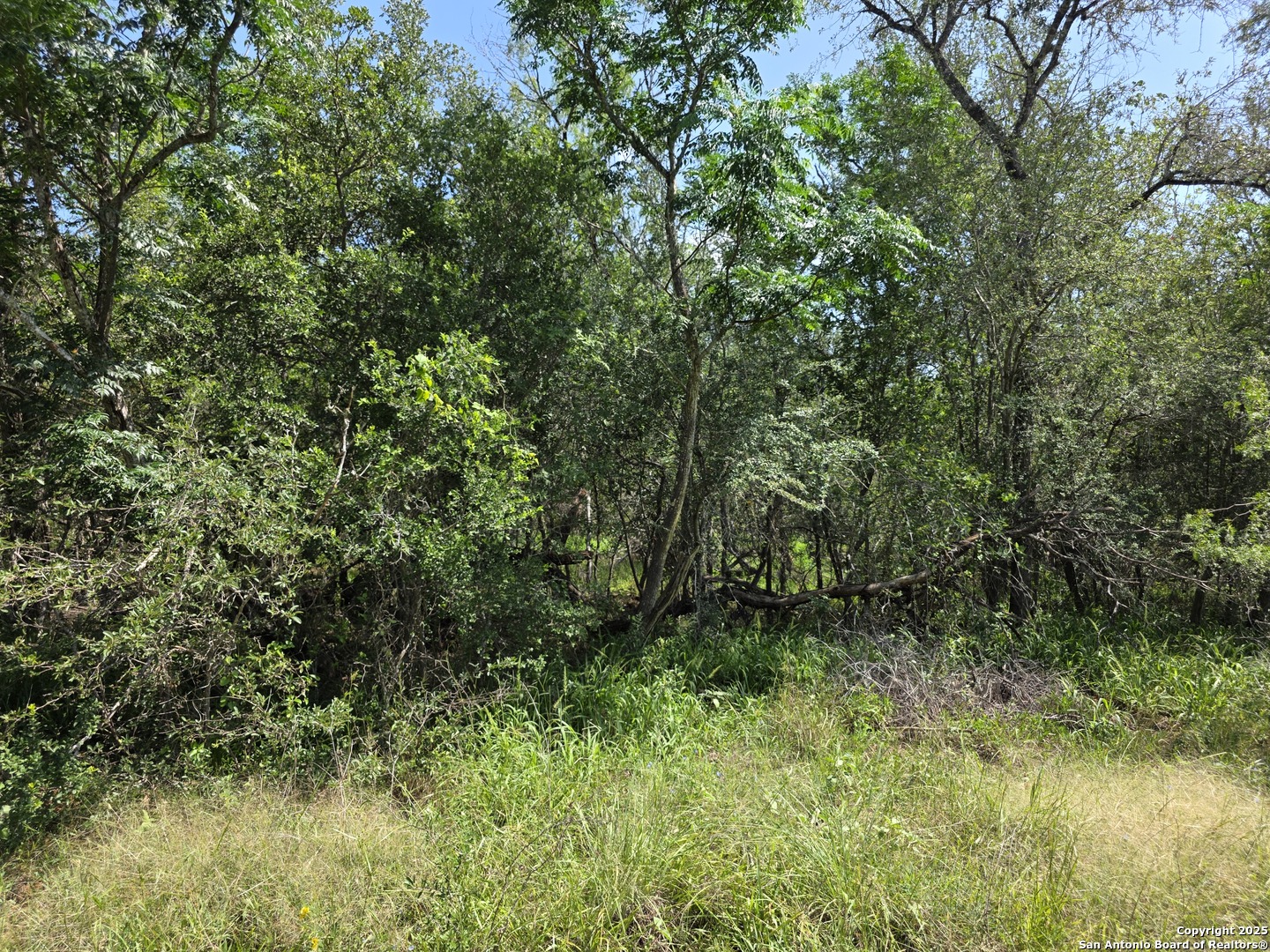 385 Marrou Road Seguin, TX 78155 - Photo 6 of 13 a view of a lush green forest