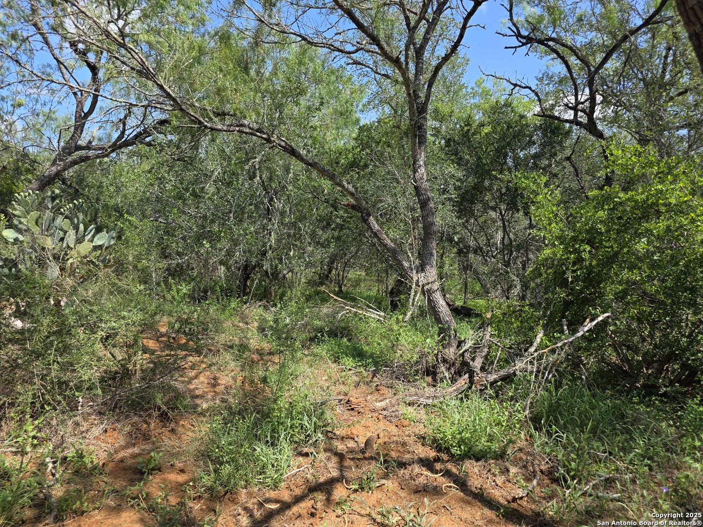 385 Marrou Road Seguin, TX 78155 - Photo 7 of 13 a view of a yard with a tree