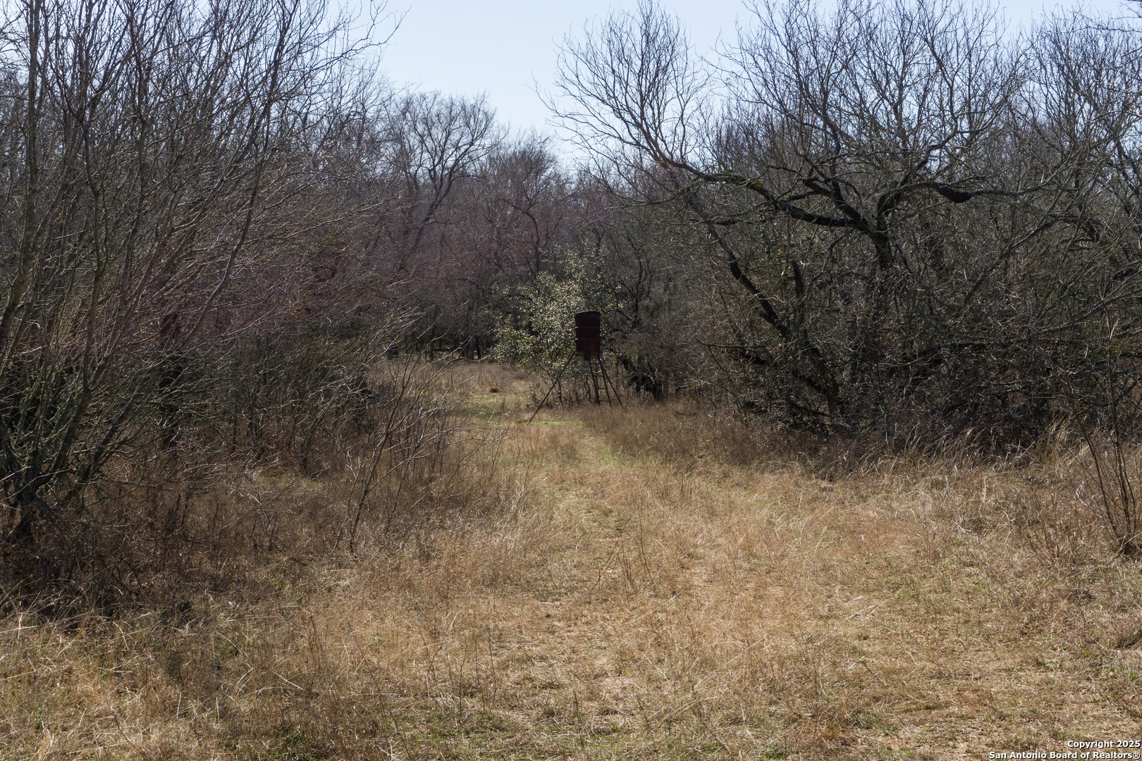 385 Marrou Road Seguin, TX 78155 - Photo 9 of 13 a view of a dry yard with trees