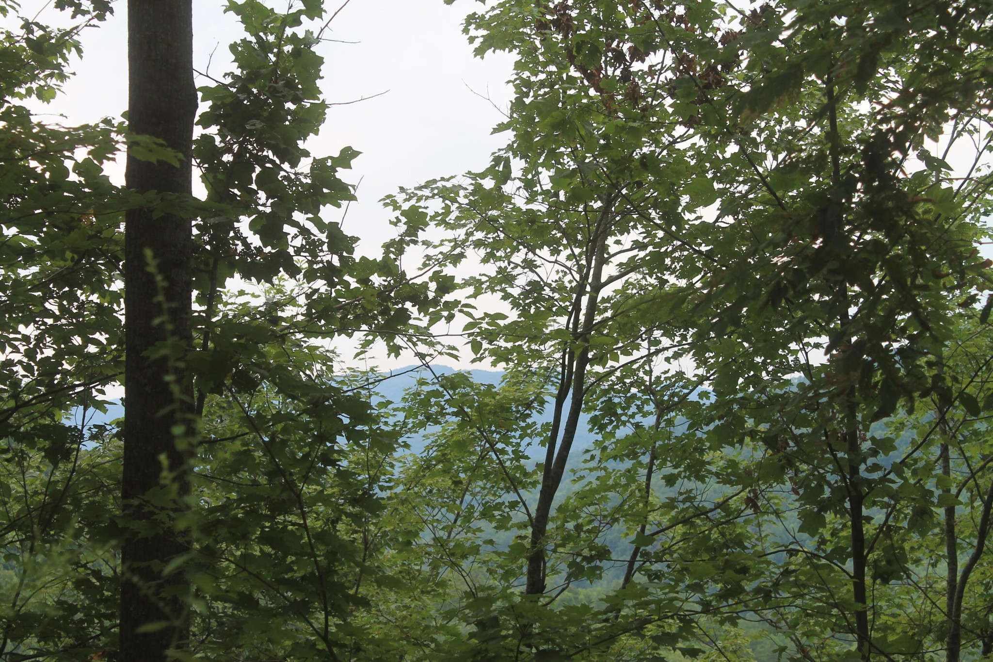 3 Straight Fork Road Huntsville, TN 37756 - Photo 2 of 9