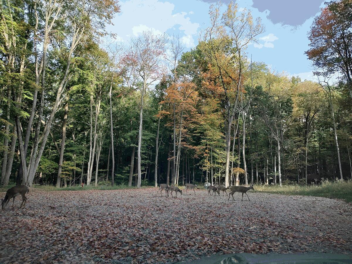 0 Middle Ground Road Southwest, Unit LOT 17 Pataskala, OH 43062 - Photo 4 of 4 7 Deer