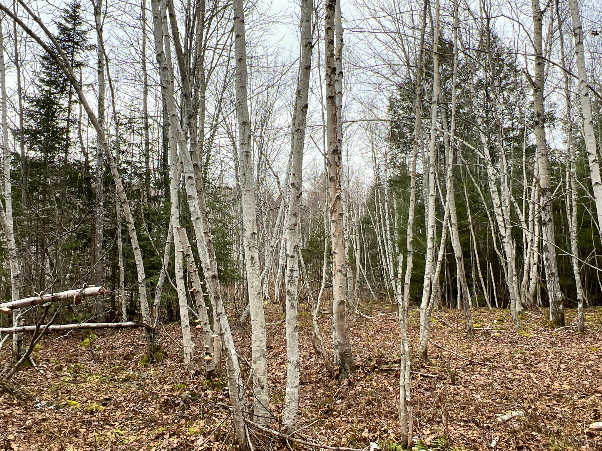 Lot 4 Lower Drew Road Springfield, ME 04487 - Photo 13 of 24 6