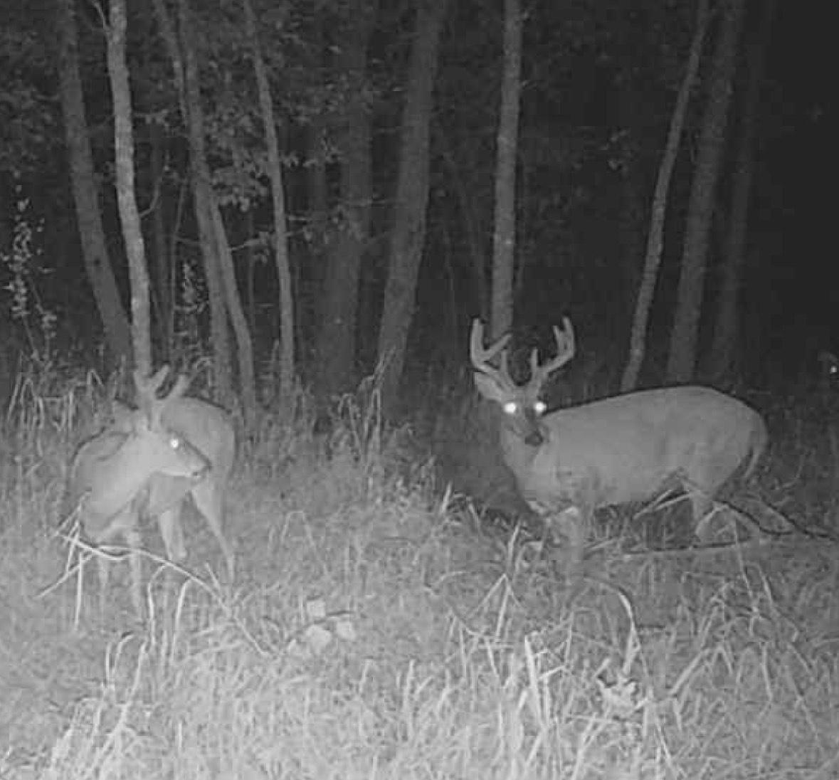 Lot 5 Butternut Road Southeast Brainerd, MN 56401 - Photo 2 of 37