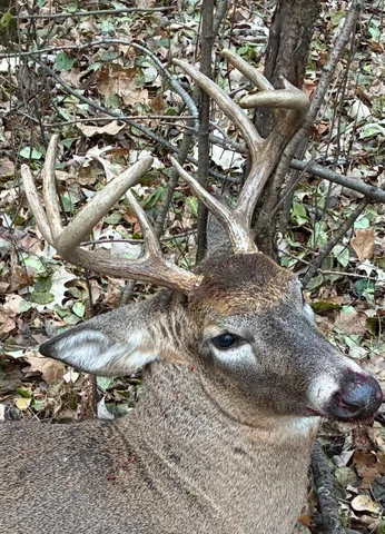 $585,550 | Lot 5 Butternut Road Southeast, Brainerd, MN 56401