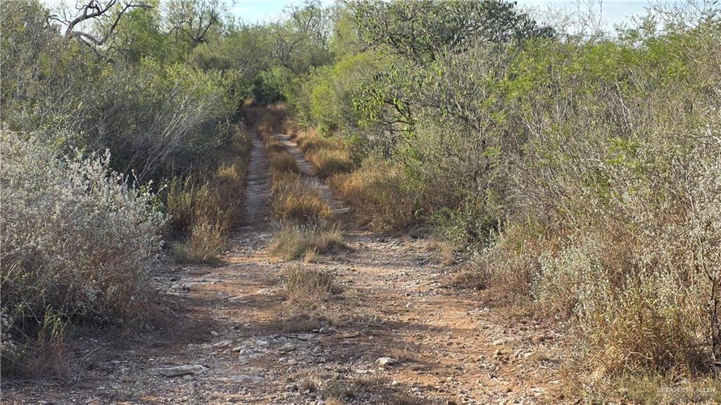 315 Guajolote Ranch Road Delmita, TX 78536 - Photo 11 of 14 a view of a forest with trees in the background