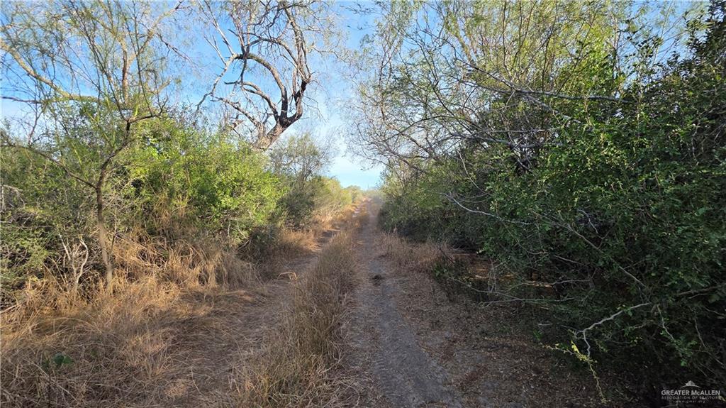 315 Guajolote Ranch Road Delmita, TX 78536 - Photo 12 of 14 a view of a yard with a tree