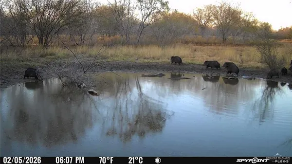 $731,858 | 315 Guajolote Ranch Road, Delmita, TX 78536