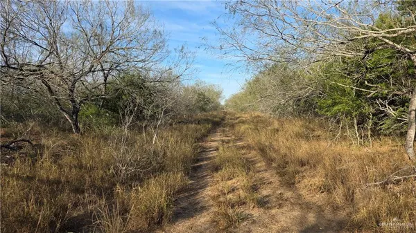 a view of a forest with trees in the background