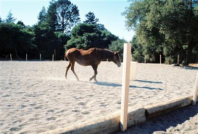 1533 Laguna Road Santa Rosa, CA 95401 - Photo 11 of 11 old mare, solano county sand in arena