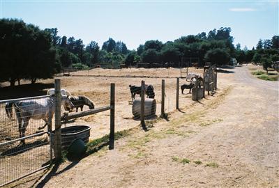 1533 Laguna Road Santa Rosa, CA 95401 - Photo 3 of 11 One of three spring and summer pastures on south side of property. Planted in grass, horses removed in winter