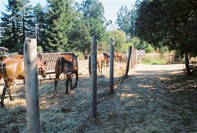 1533 Laguna Road Santa Rosa, CA 95401 - Photo 4 of 11 Upper pasture with bays