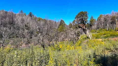 $595,000 | 11035 Empire Grade, Santa Cruz, CA 95060