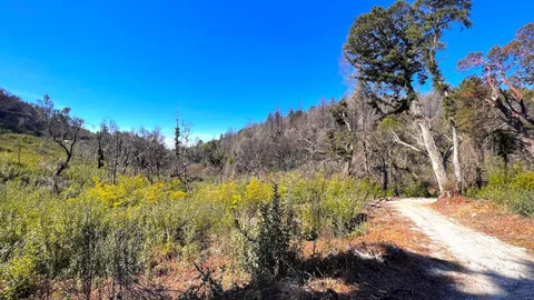 $595,000 | 11035 Empire Grade, Santa Cruz, CA 95060