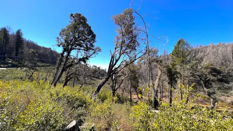 $595,000 | 11035 Empire Grade, Santa Cruz, CA 95060