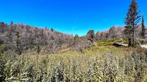 $595,000 | 11035 Empire Grade, Santa Cruz, CA 95060