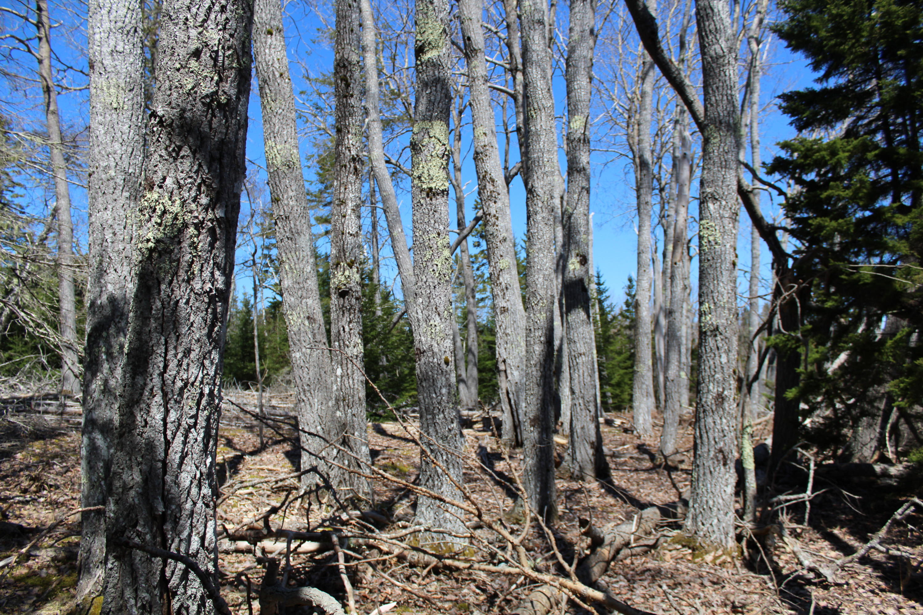 0 Old Eastport Road Perry, ME 04667 - Photo 21 of 25 IMG_3510