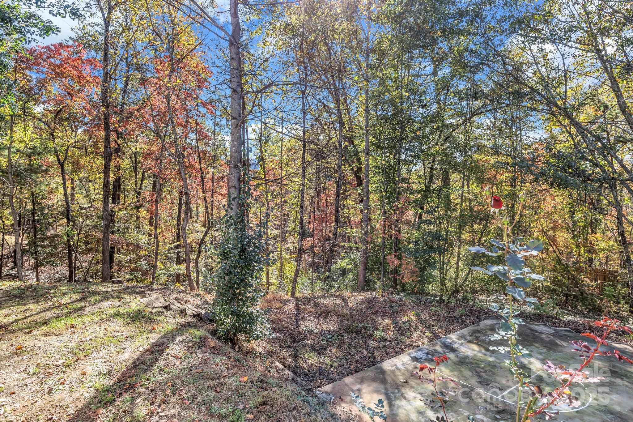 80 Winter Lane, Unit 8&11 Mill Spring, NC 28756 - Photo 41 of 41 a view of forest