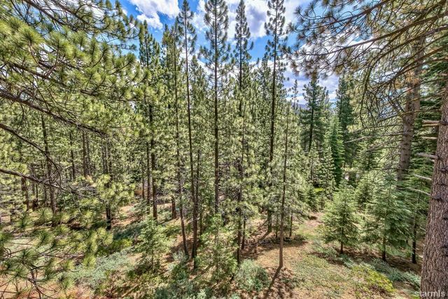 a close up of a tree