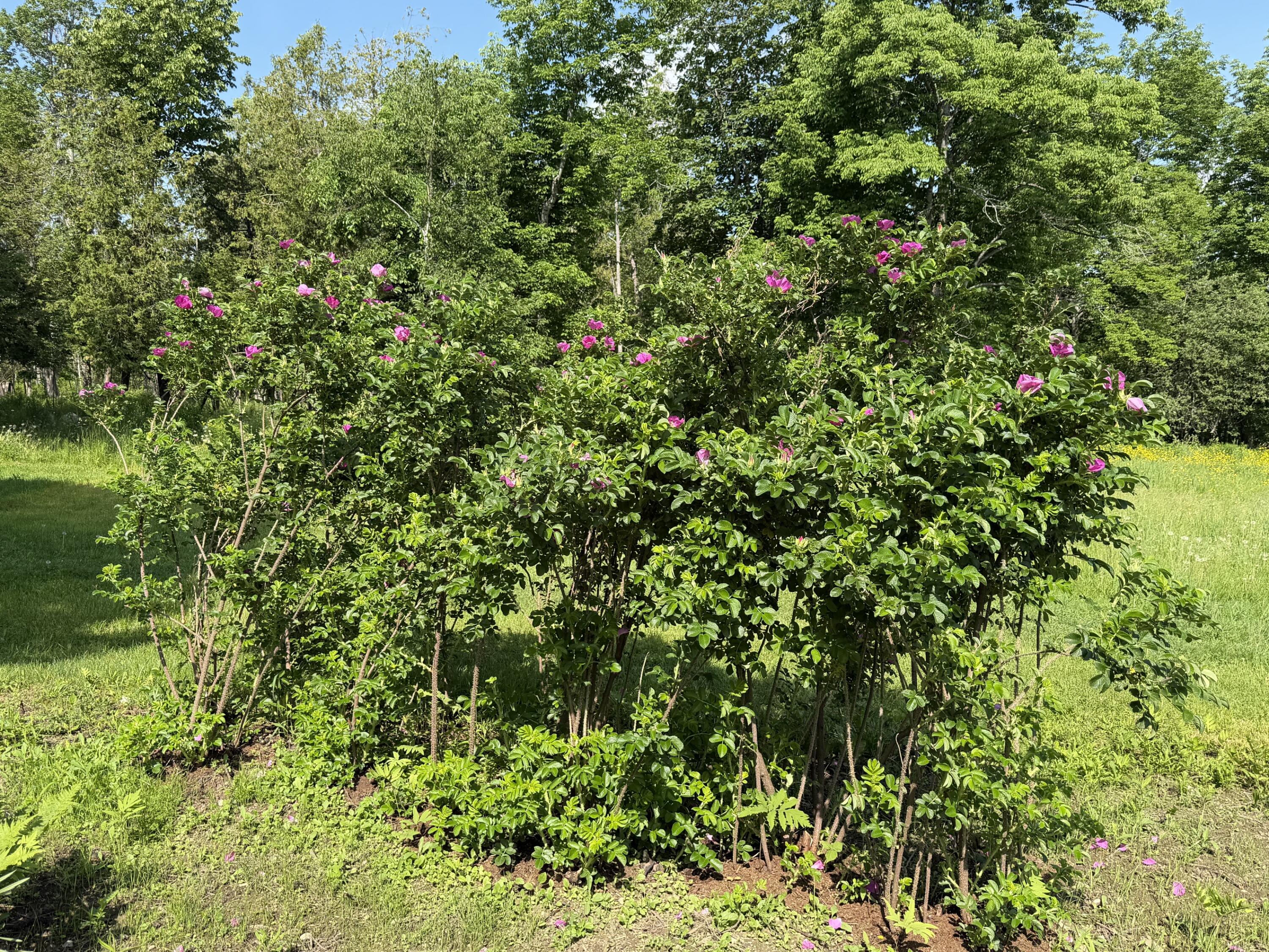 199 Dunn Road Dexter, ME 04930 - Photo 58 of 61 58