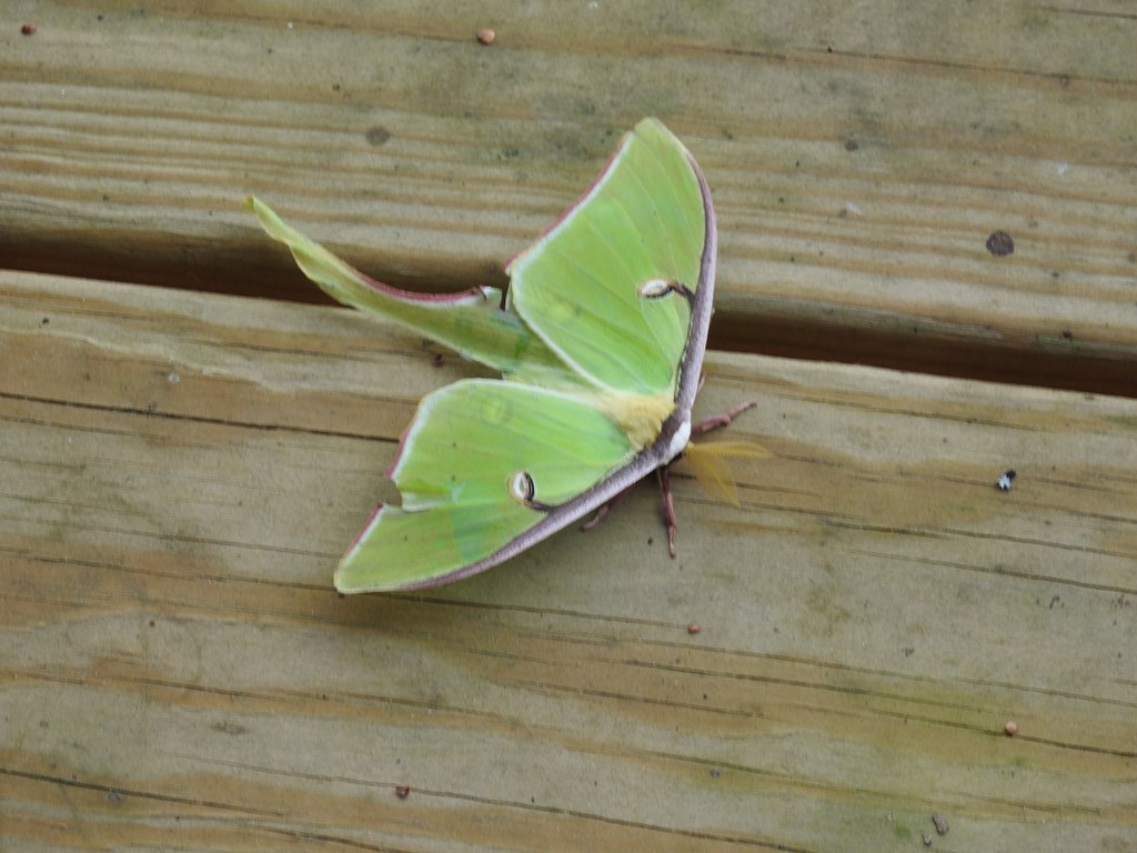 55 Deer Watch Lane Blue Ridge, GA 30513 - Photo 26 of 34 Gallery Image 26