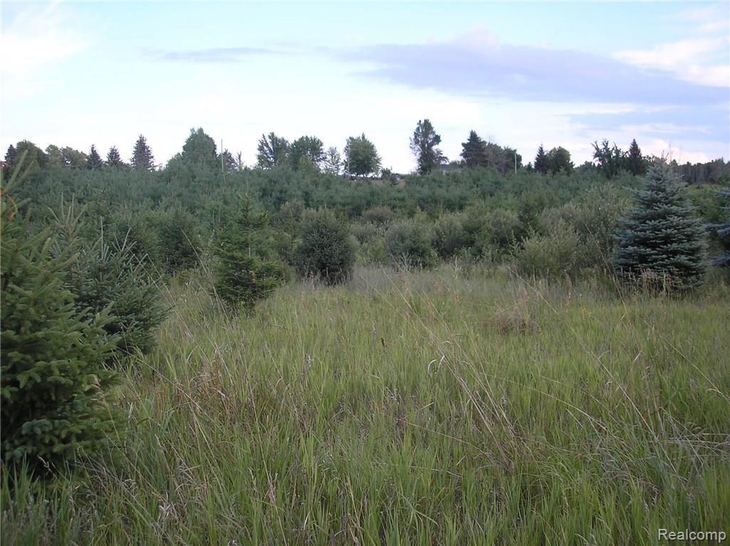 7237 Sanilac Road Kingston, MI 48741 - Photo 26 of 35 7237 Sanilac woods3.jpg