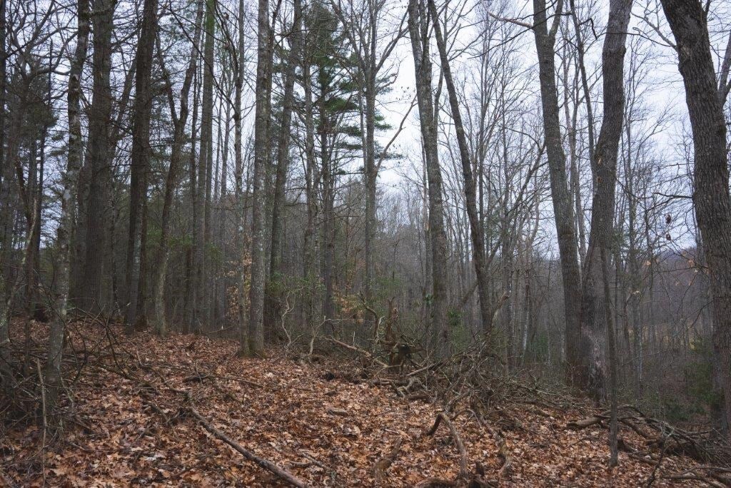 Tbd Long Mountain Road Southwest Willis, VA 24380 - Photo 38 of 66 Gallery Image 38