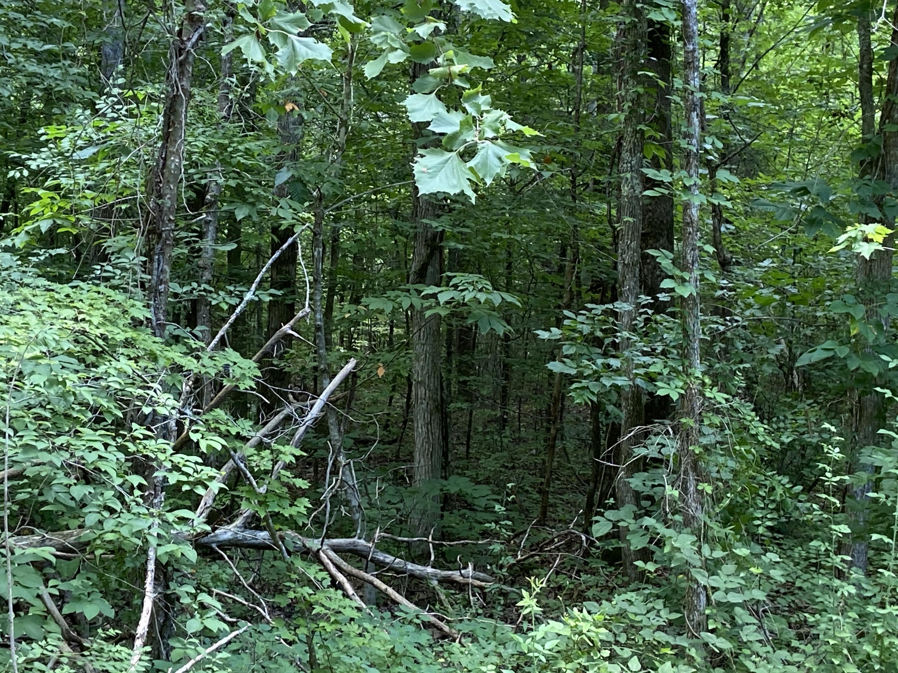 3443 Allegheny Loop Road Maryville, TN 37803 - Photo 6 of 9 Virgin Forest