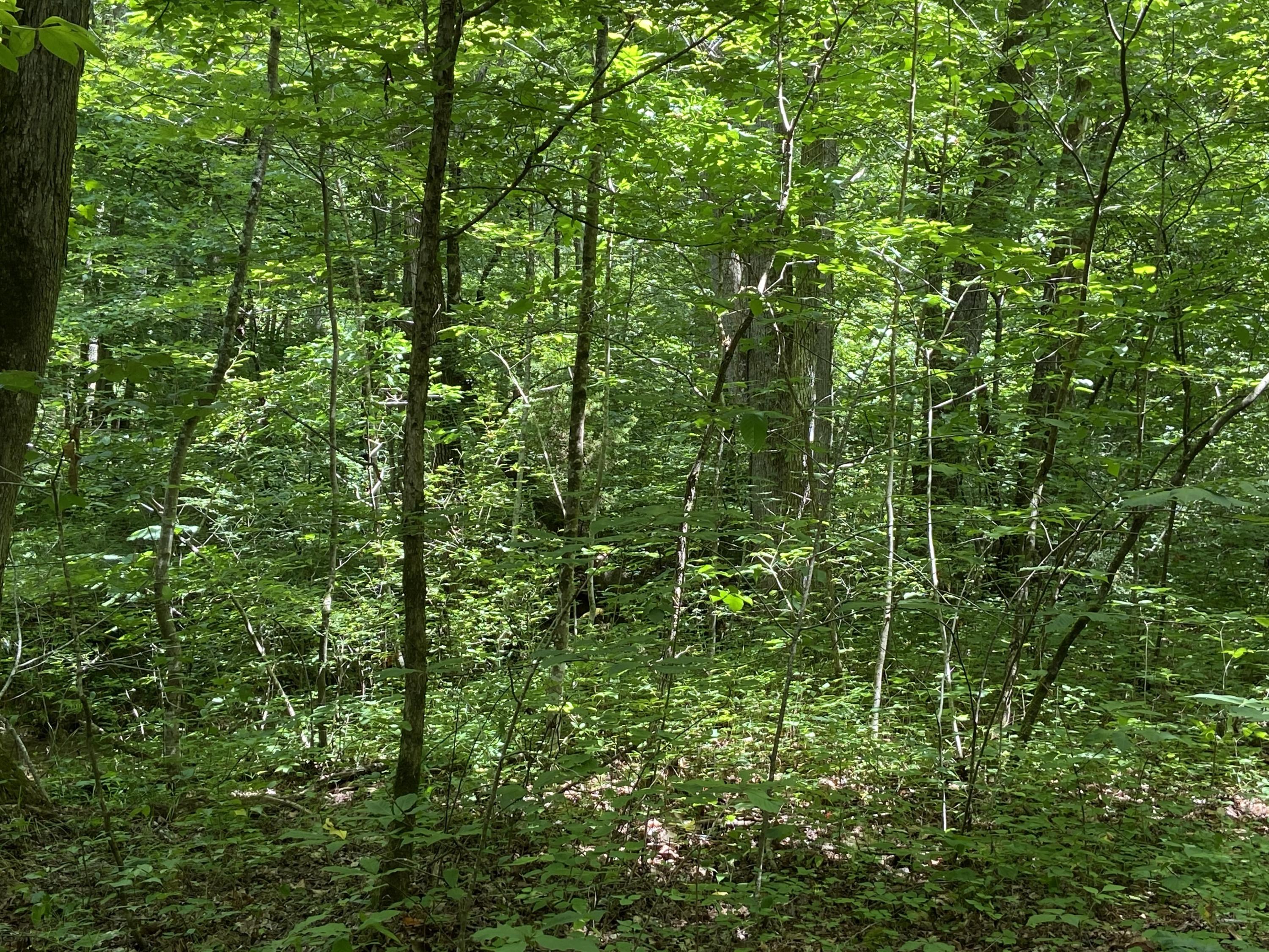 3443 Allegheny Loop Road Maryville, TN 37803 - Photo 8 of 9 Home to many wildlife