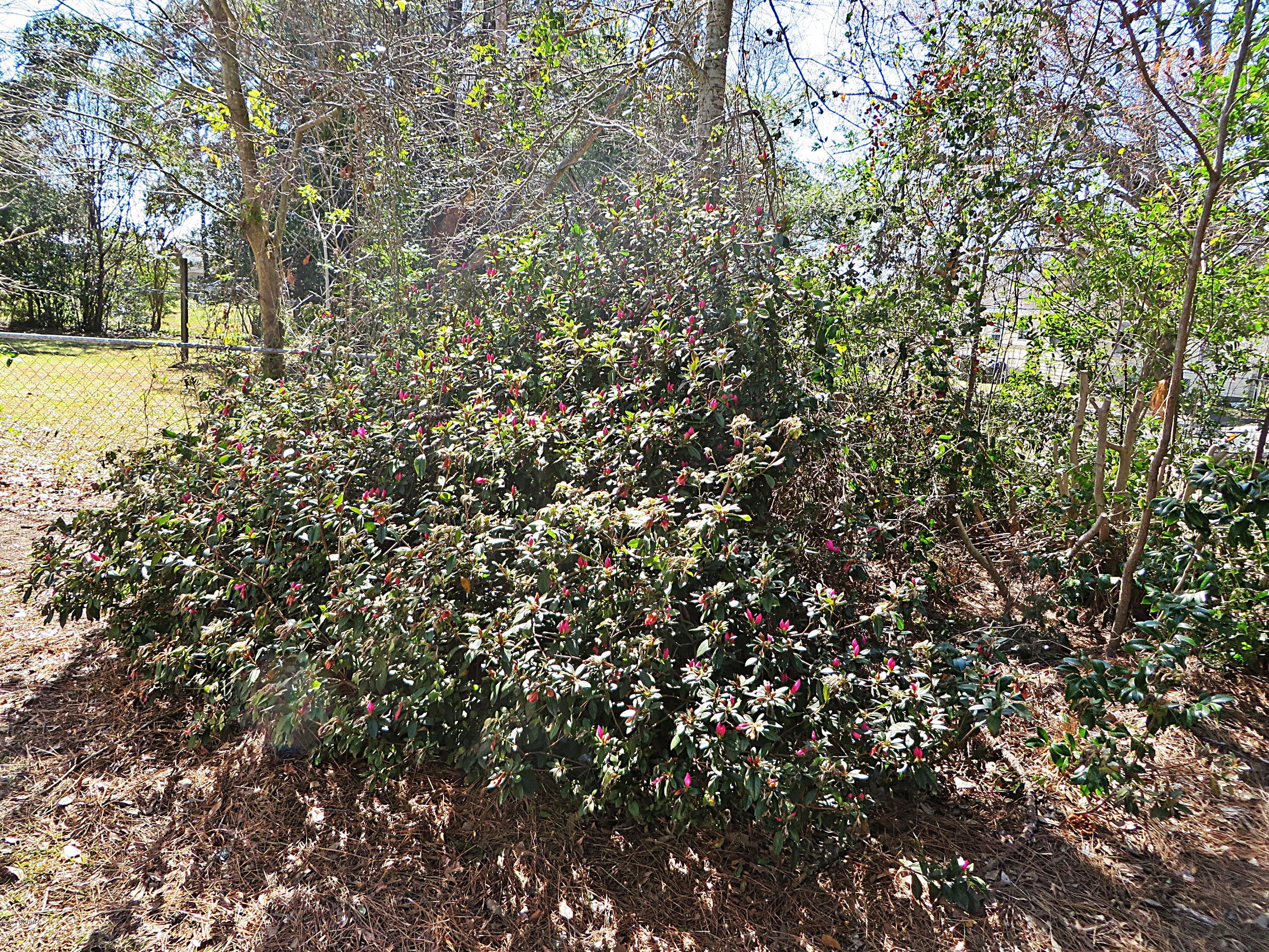 601 Ruth Avenue New Bern, NC 28560 - Photo 26 of 27 Mature Landscaping