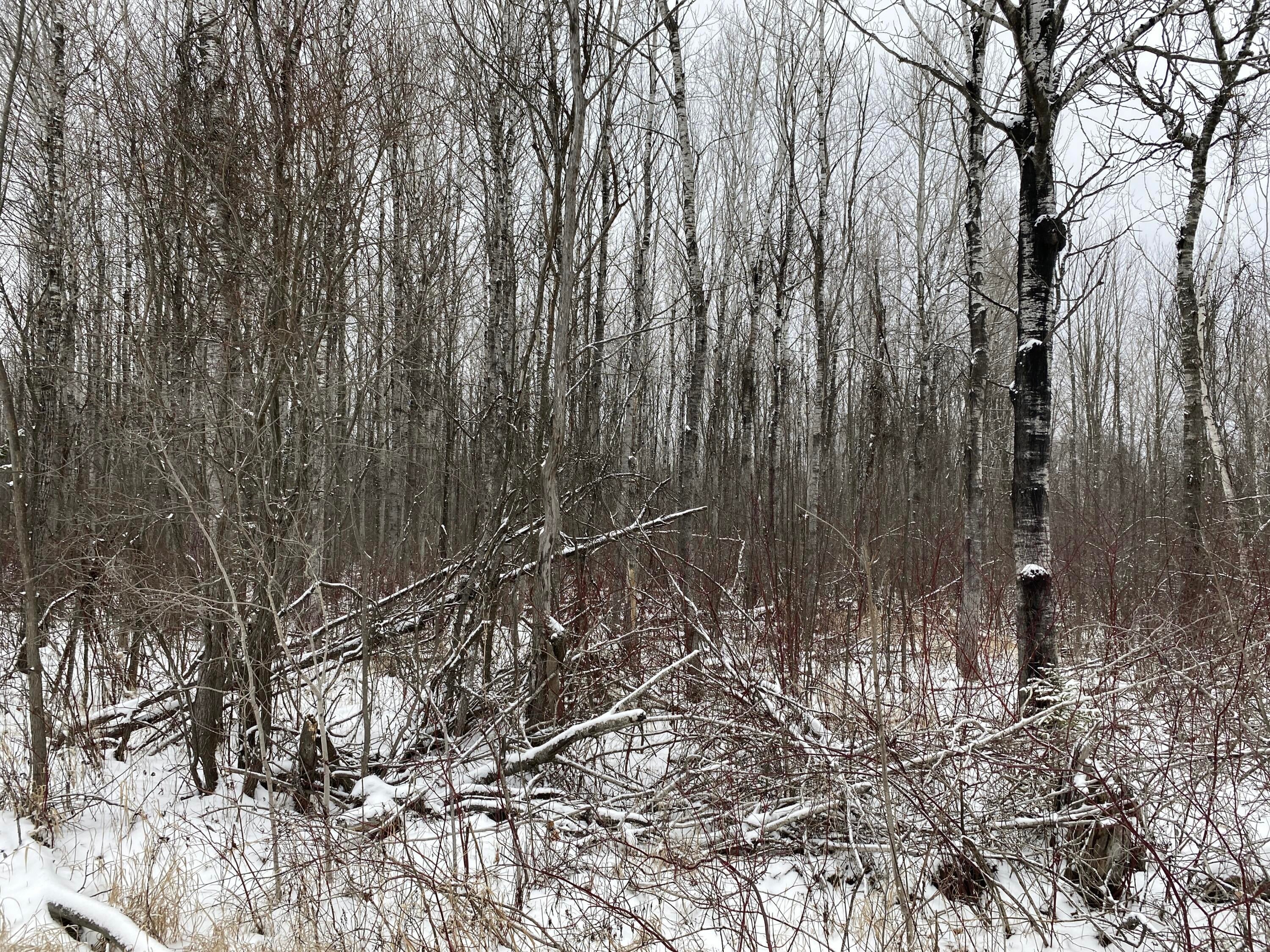 Peters Road Posen, MI 49776 - Photo 4 of 13 Gallery Image 4