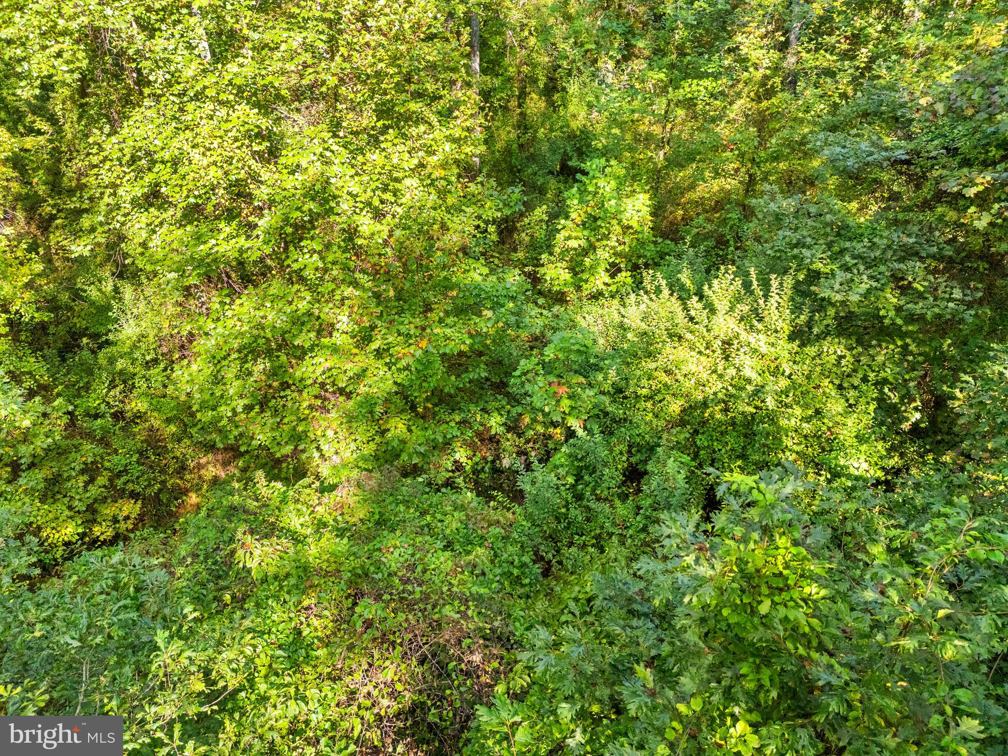 Vacant Land Cabin Branch Road Marshall, VA 20115 - Photo 27 of 28