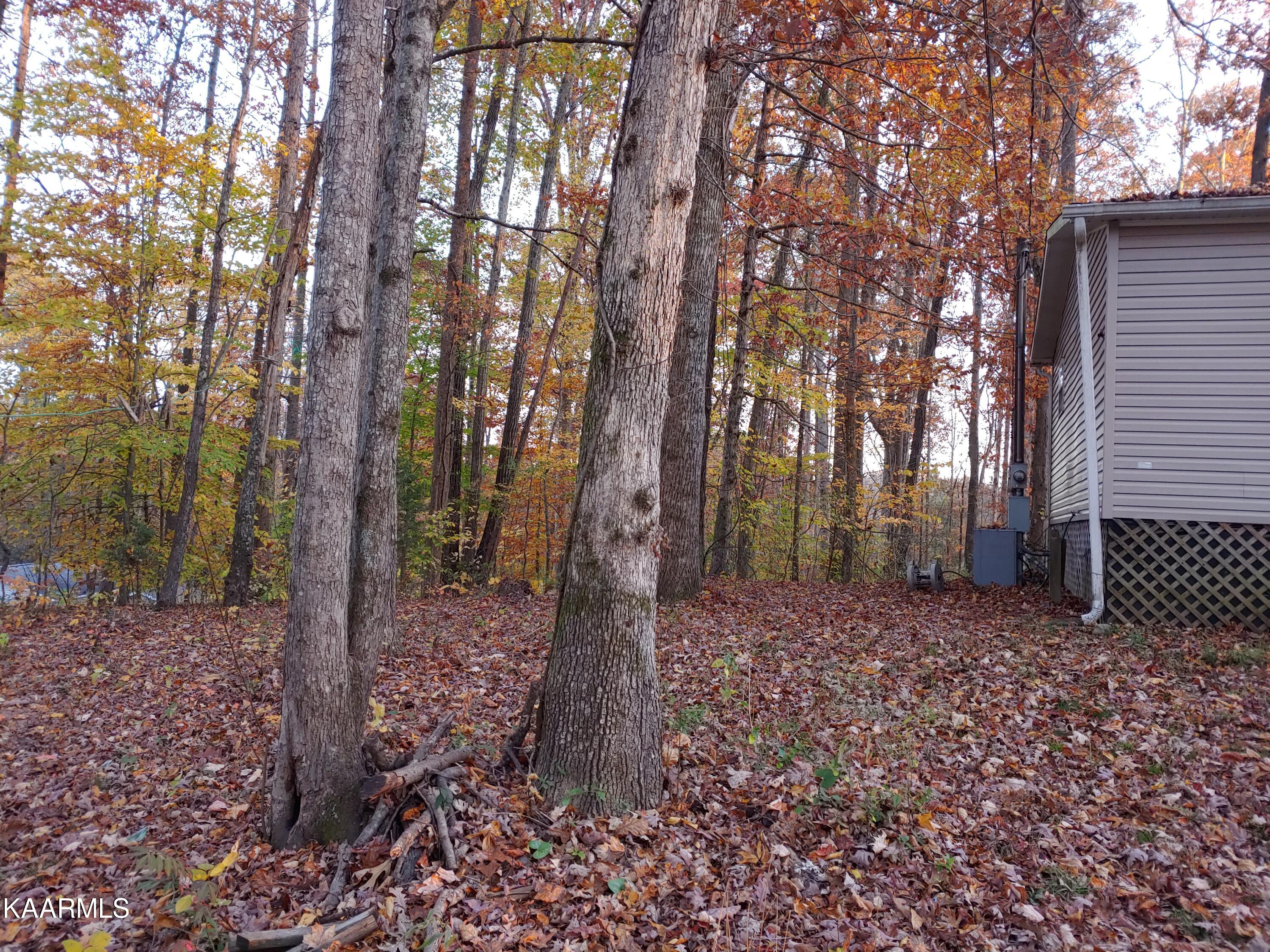 196 Davis Road Harriman, TN 37748 - Photo 6 of 17 View of Yard