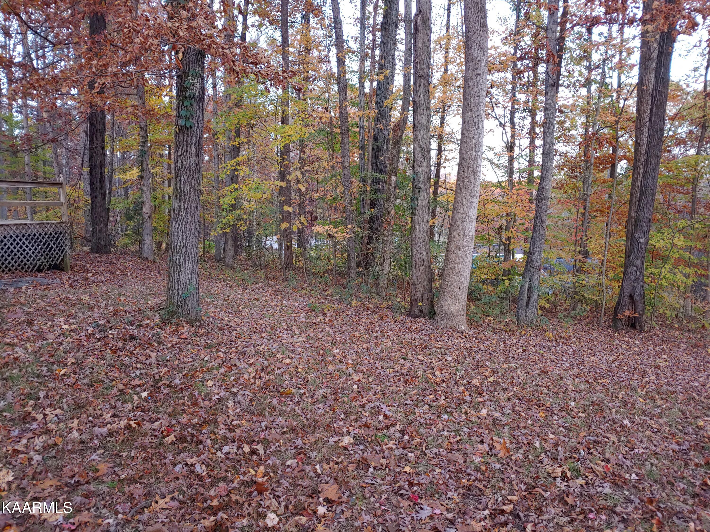 196 Davis Road Harriman, TN 37748 - Photo 8 of 17 Wooded Acreage