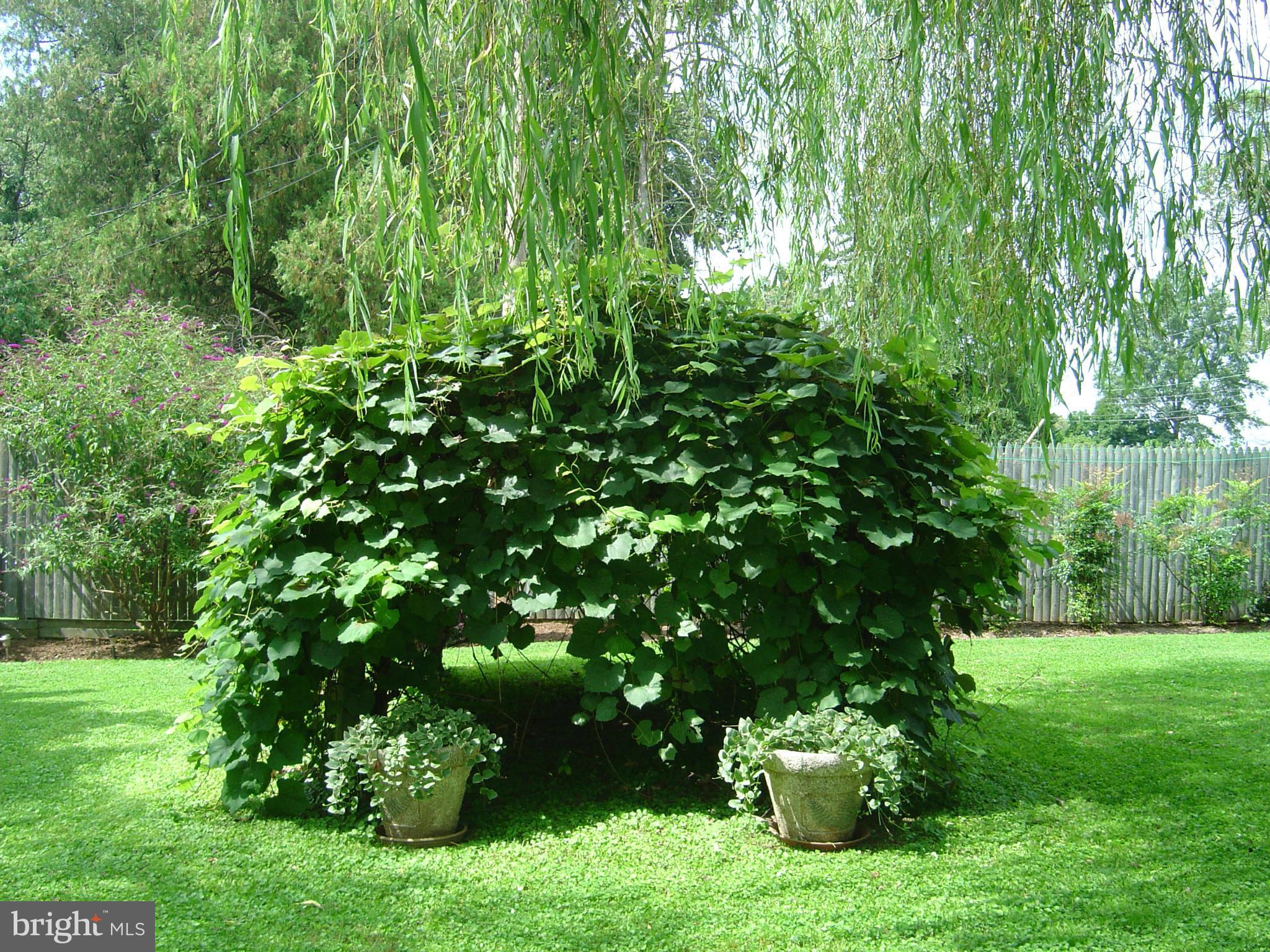 112 Maple Avenue Ridgely, MD 21660 - Photo 24 of 30 Grape Arbor
