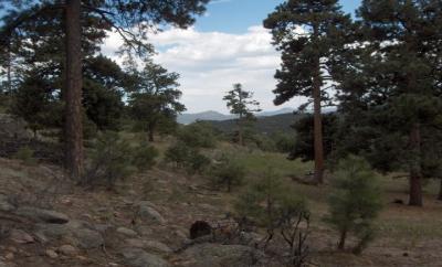 34650 Fox Ridge Road Evergreen, CO 80439 - Photo 1 of 1 a view of a forest with trees in the background