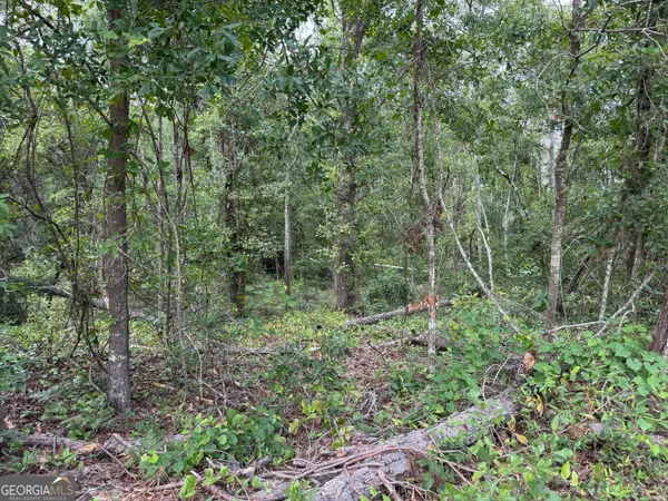 a view of a forest with trees in the background