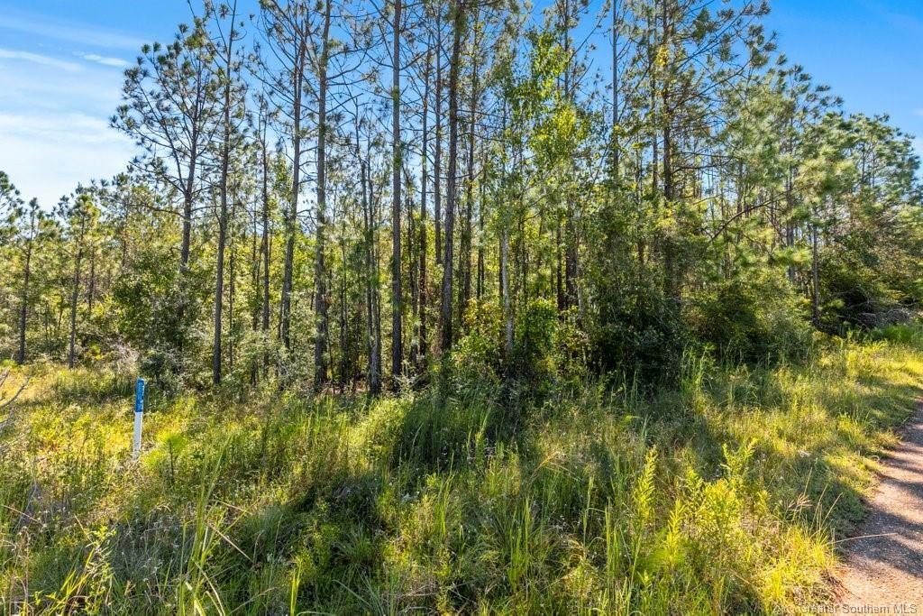 1 Pilgrim Rest Road Dequincy, LA 70633 - Photo 3 of 7