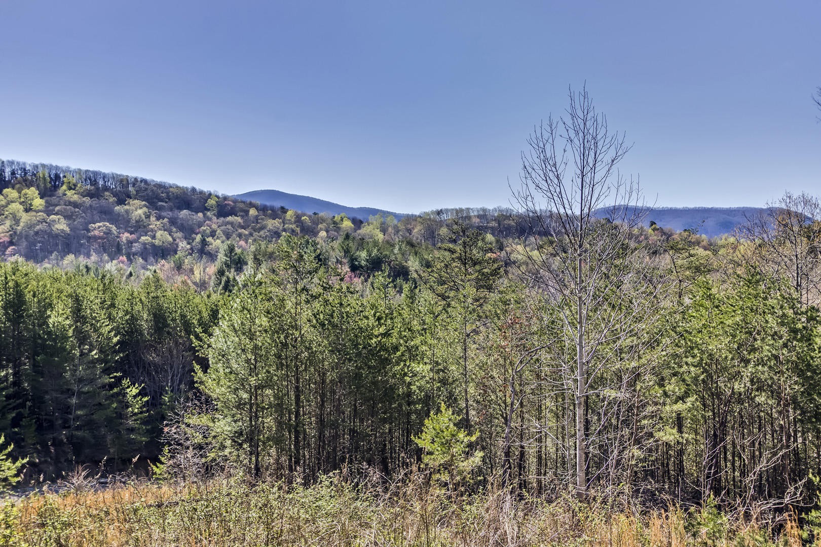 210 Jim Davis Road Tellico Plains, TN 37385 - Photo 4 of 40 Gallery Image 4