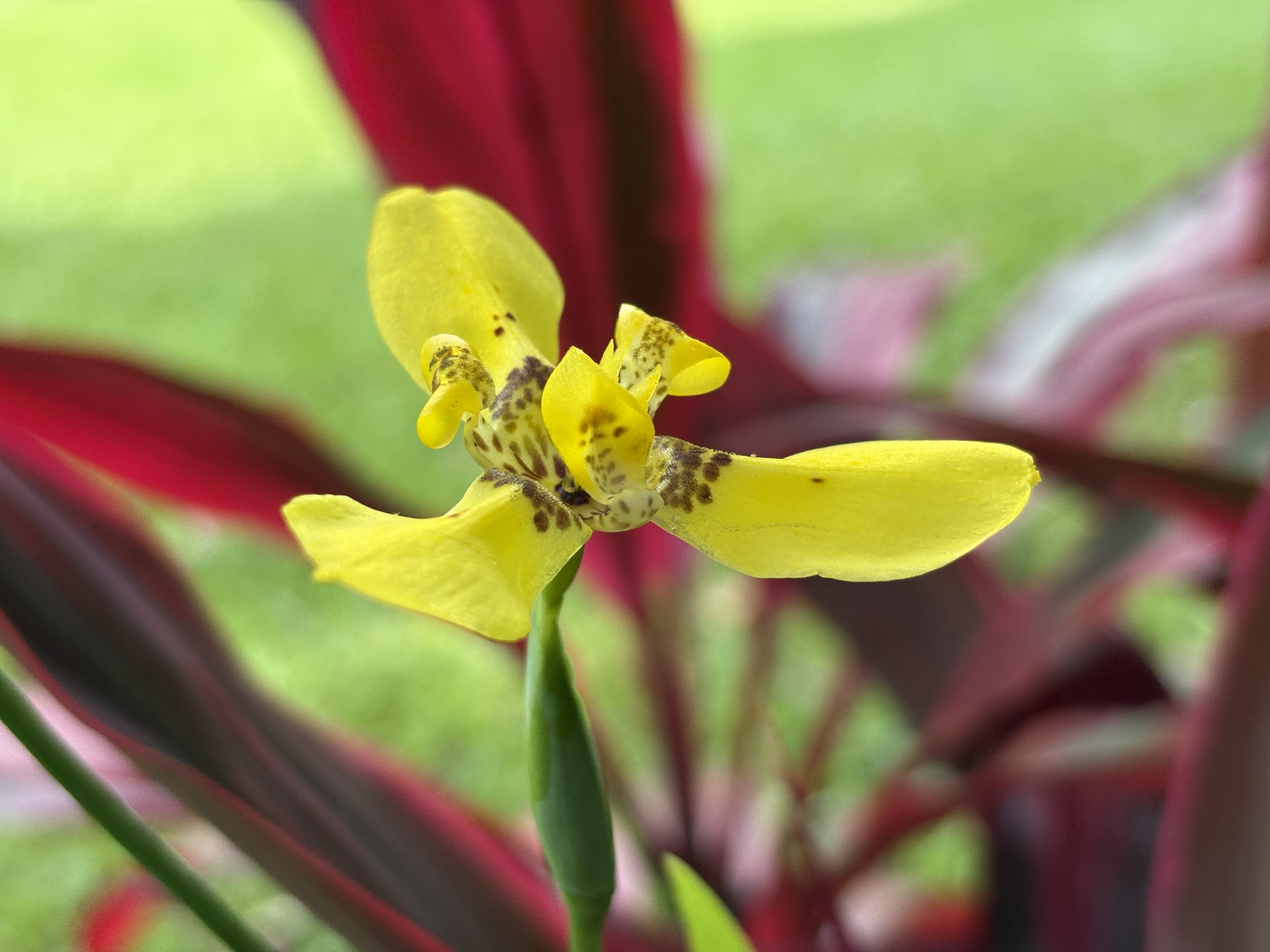 Kuawa Road Kilauea, HI 96754 - Photo 4 of 7 a view of a painting on a tree