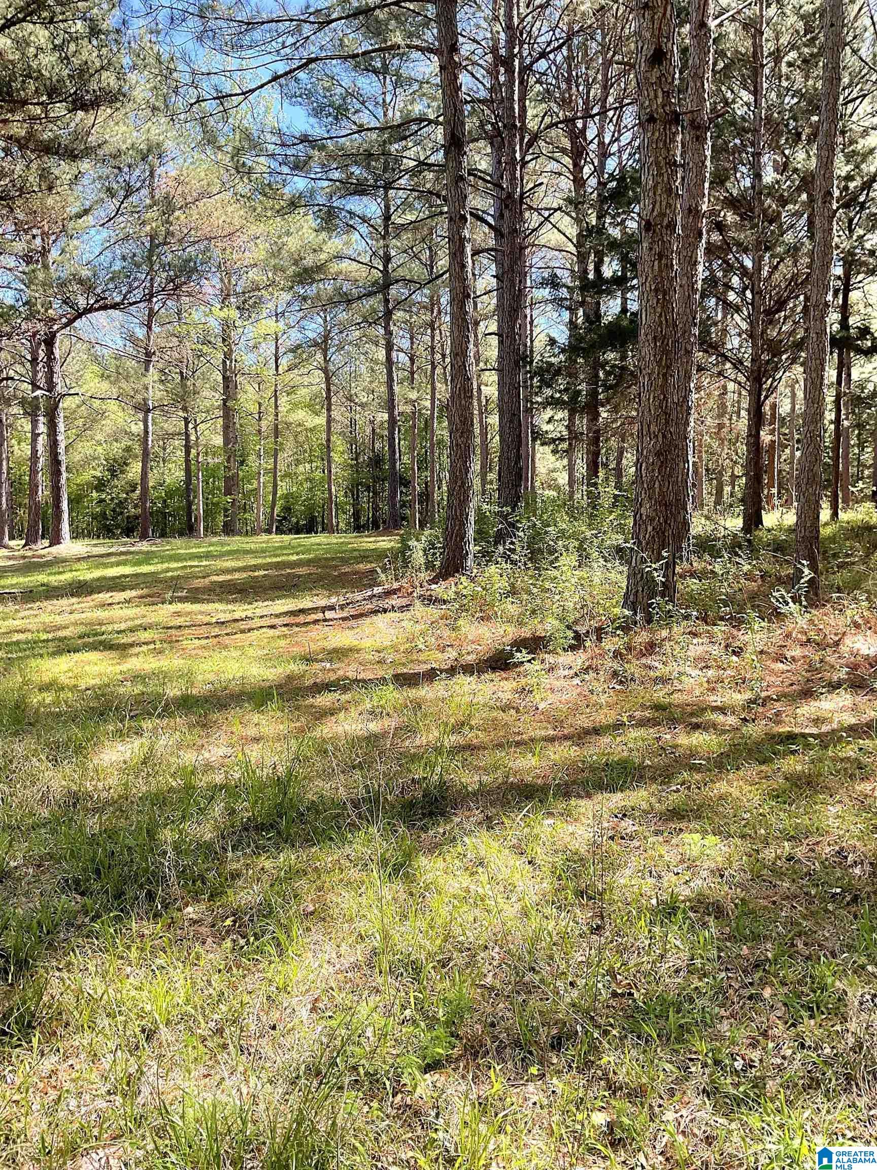 3653 Tabernacle Road Ethelsville, AL 35461 - Photo 4 of 9