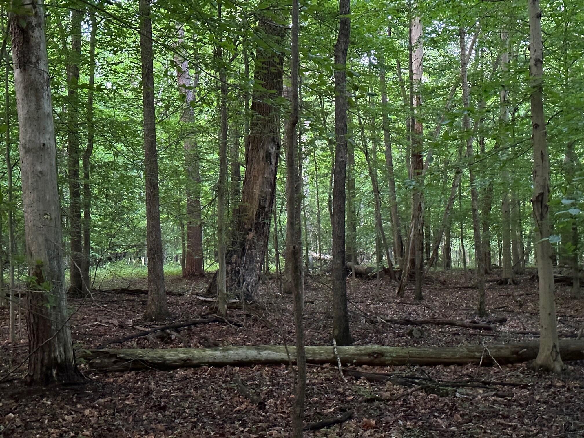 Lot 34 Jackson Point Road, Unit 34 Sewanee, TN 37375 - Photo 1 of 8 6